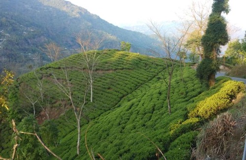 Kurseong Casa | Vamoose Poomong