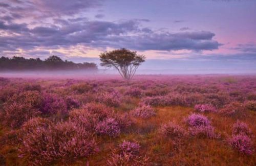 Krachtighuizen Chalet De Esquí | Veluwe Boutique Lodge