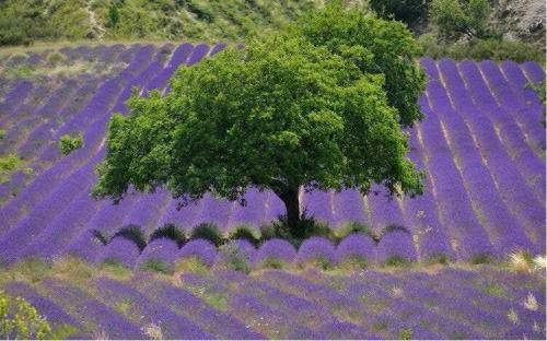 La Bastide-des-Jourdans Casa | Villa au calme et sans vis à vis , proche du village