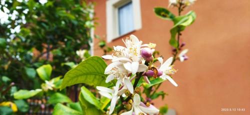 Mazzarino Casa | Villa Bonaffini