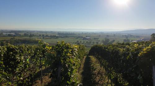 Sasbach am Kaiserstuhl Apartamento | Villa Bonita del Kaiserstuhl
