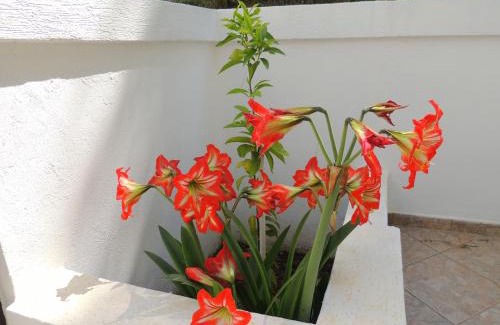 Bijeli do Casa | Villa Budvanka Guesthouse