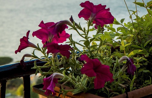 Seiano Villa | Villa Capri Top Tours Positano Capri y Pompeya en 3 días