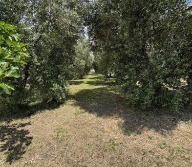 Cerveteri Cama Y Desayuno | Villa La Giulia