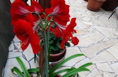 Miskolc-Tapolca Casa | ViLLA MISKOLCTPOLCA,