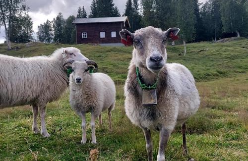 Hattfjelldal Casa | Villmarksgård, hytte ved vannet