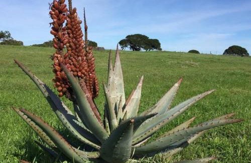 Cape Agulhas Apartamento | Vlei Cafe Cottage - Vogelgezang Farm