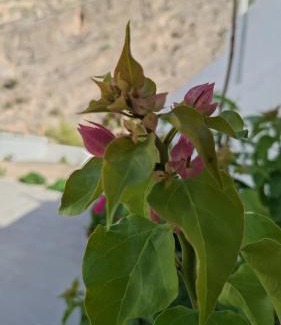 Oman Casa | Wadi Arbeieen Chalet