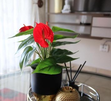 Rustenburg Apartamento | Warm Stay in an Estate pty Ltd