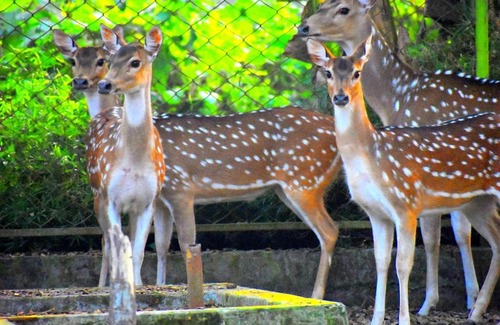 Tangail Complejo | Water Garden Resort & Spa