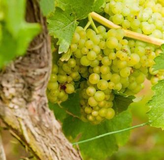 Briedel Casa | Wein- und Sektgut Markus Hensler