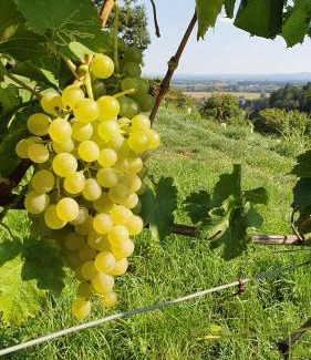 Lang Apartamento | Weingut & Ferienwohnungen Lenhard