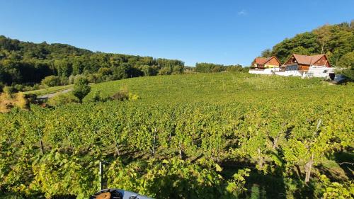 Lang Apartamento | Weingut & Ferienwohnungen Lenhard