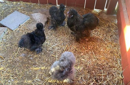 Tynan Casa | Welcome To Rancho La Valentina,Private Pond, farm animals and Beautiful Cliff!