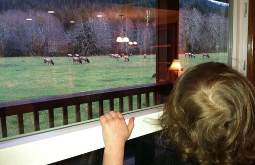 Quinault Casa | Welcome to the Elk House! 4 Private Acres/Close to Hiking and Lake Quinault!
