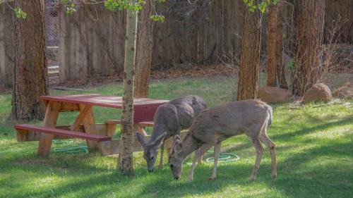 Ruidoso Casa | Whispering Pine Cabins