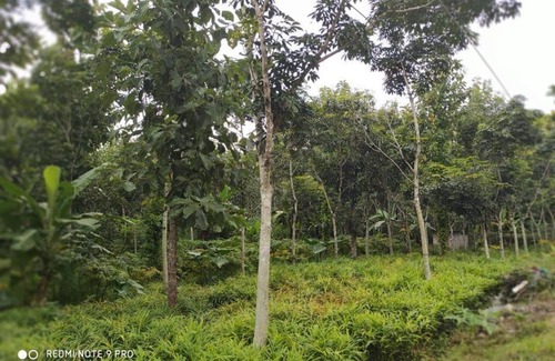 Sulthan Bathery Casa | White Rose Homestay wayanad Private Pool Willa