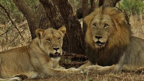 Marloth Park Cabina | Wielewaal Bush Lodge