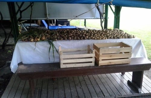 Valmozzola Alquiler De RV | WILD Camping Site in an Italian Orchard
