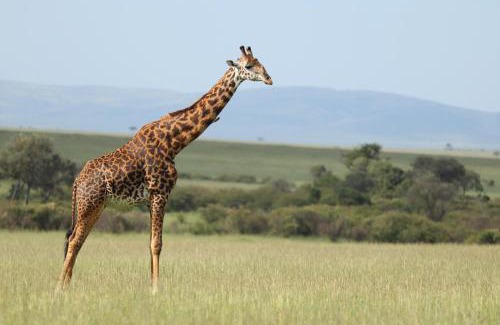 Maasai Mara Casa | Wild Heart Safari Camp