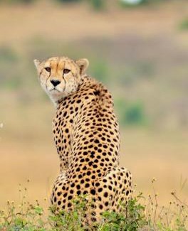 Maasai Mara Casa | Wild Heart Safari Camp