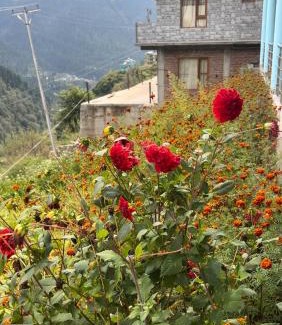 Tosh Casa | WildFlower