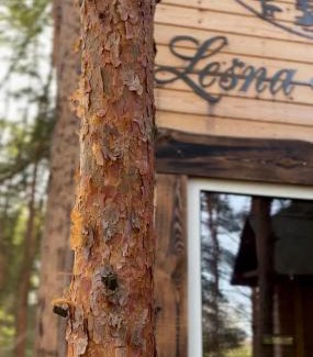gmina Kamionka Cabina | Willa na Drzewie