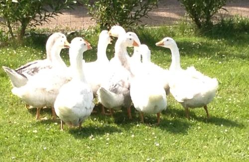 Fifield Casa | Willow Court Farm-Studio North & Petting Farm, 8 mins from Legoland & Windsor, 15 mins from Lapland UK