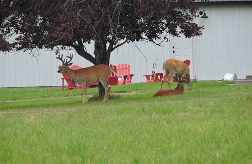 Kalispell Casa | Working Llama Farm Experience Located Just 30 Minutes From Glacier National Park