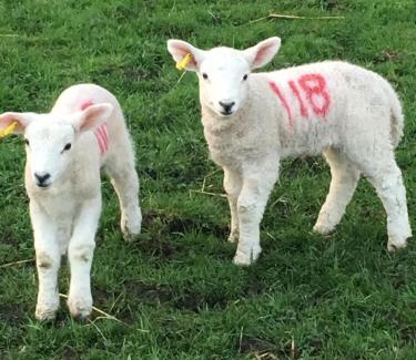 Stafford Apartamento | Ye Old Lambing Lodge - Spring Paddock