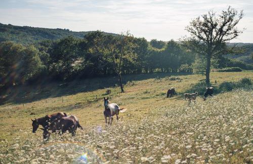 Saint-Mesmin Otro | Yourte au coeur des chevaux
