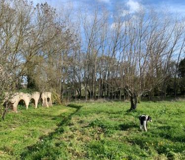 Montemor-o-Novo Otro | Yurt na magia do bosque