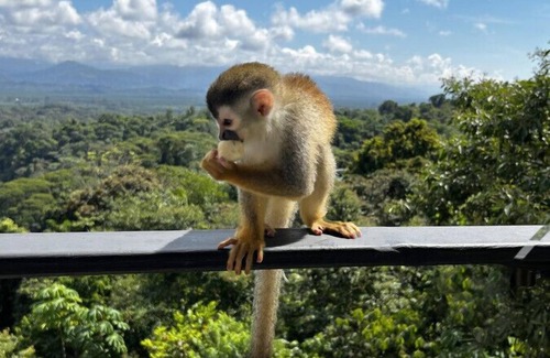 Valle Pura Vida Casa | Zen Jungle Oasis ~ Infinity Pool ~ Stunning Views