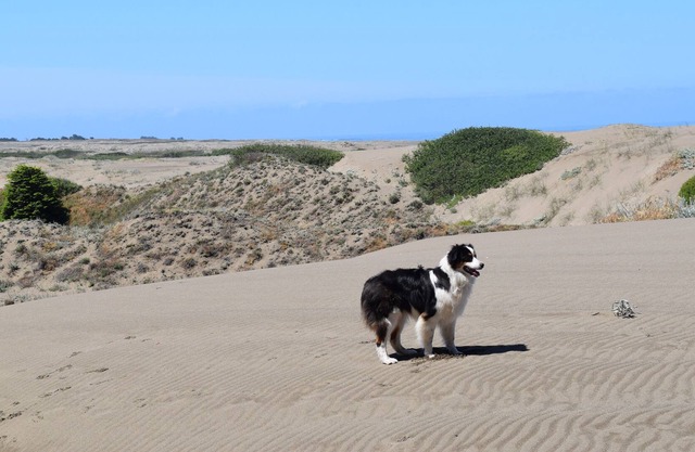 Una pequeña gema oculta. All-Cedar, Dog Friendly Home, Jacuzzi y corto paseo a la playa