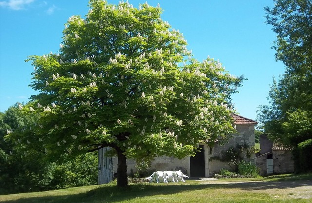 Auténtica granja de Quercynoise en el corazón del viñedo de Cahors
