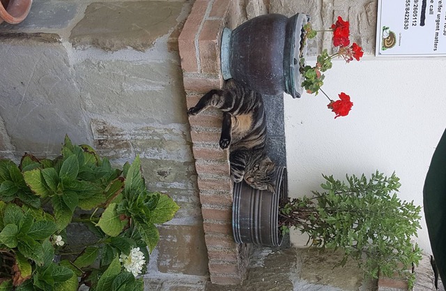 Alquiler de apartamento en Borgo la Fratta