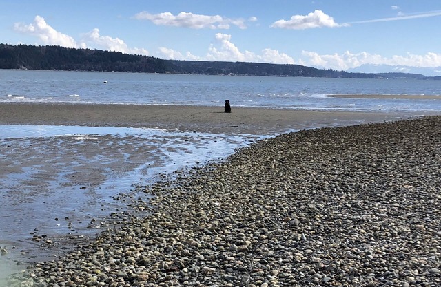 Camano Island en la playa