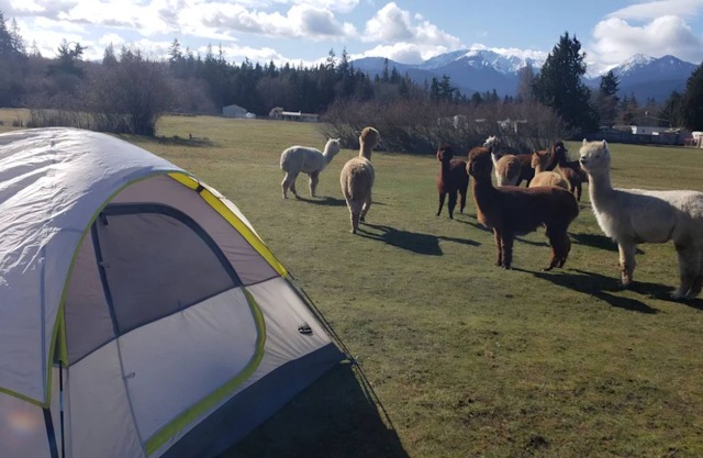 Camp amoung Alpacas Llamas & Sheep close to Olympic National Forest Port Angeles