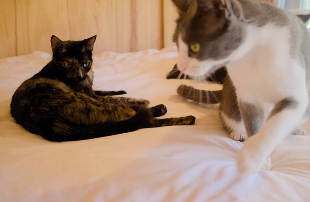 Casita Estudio entre los pinos de Punta Ballena (con gatitos)
