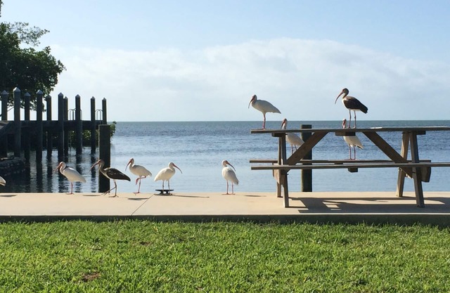 Casas rurales con encanto, atraque, piscina, kayaks, a pocos minutos de Key West