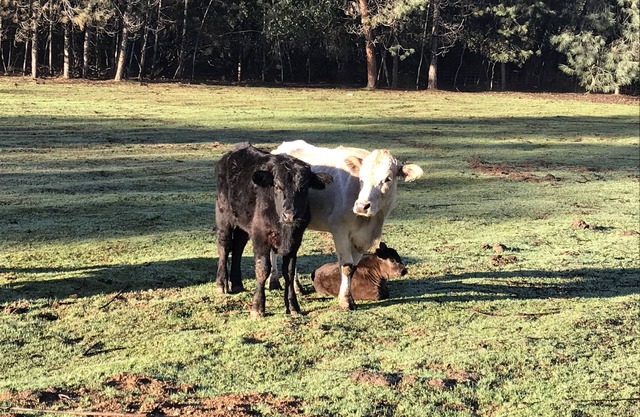 Cow Palace II, escapada al campo