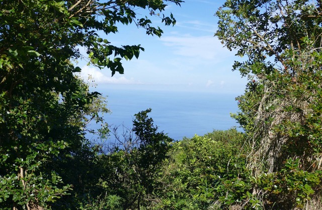 Criolla en la parte superior de la isla en el campo con vistas al mar