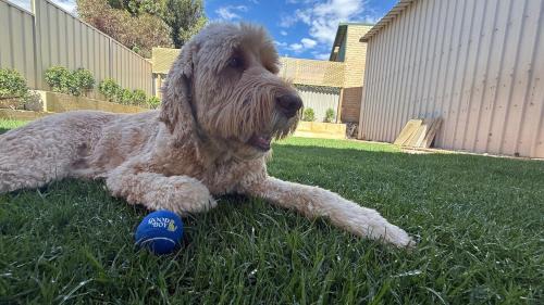 Good Boy