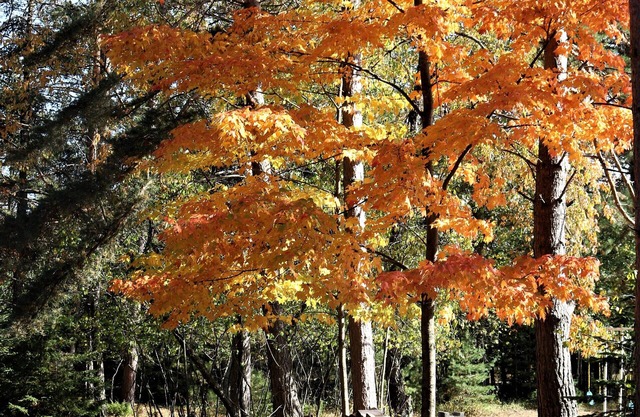 Greenwood Getaway (Escanaba, MI): ¡Abierto todo el año! Cerca del centro de Escanaba, admite mascotas