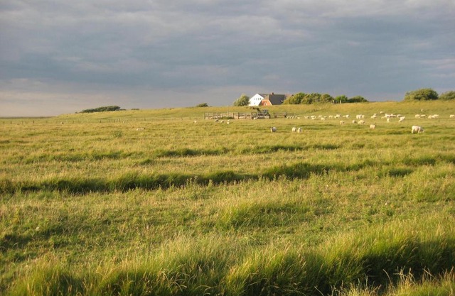 Hof Rickelsbüll - Nordseeurlaub auf dem Biobauernhof