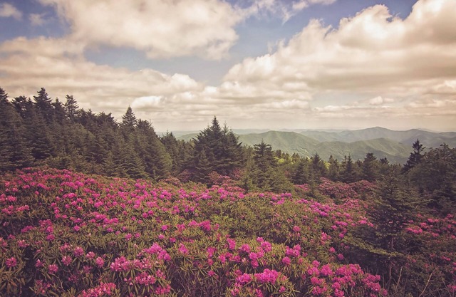 Laurel Creek Cottage -Creekside / Near Roan Mountain (tarifa incluye servicio de limpieza)