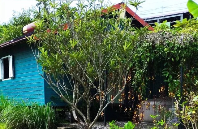 Lodge the Creole garden