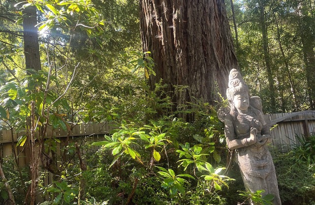 Sanctuary Corazon a solo minutos de la aldea de Mendocino y el Océano Pacífico
