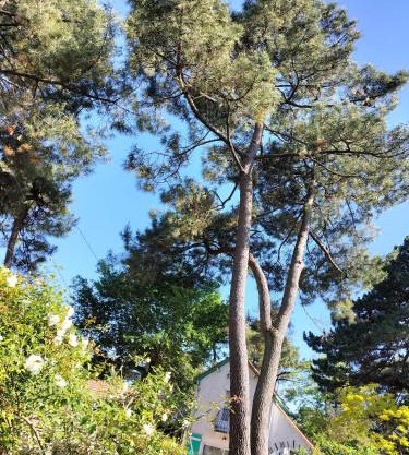 Maison à 50 M de la plage sous les pins