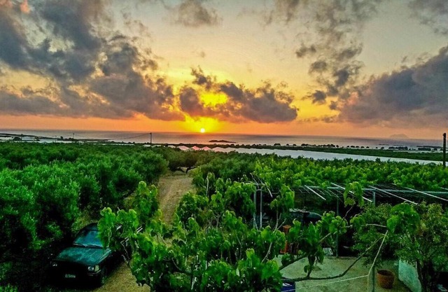 Pause Serenity House into Olive Groves